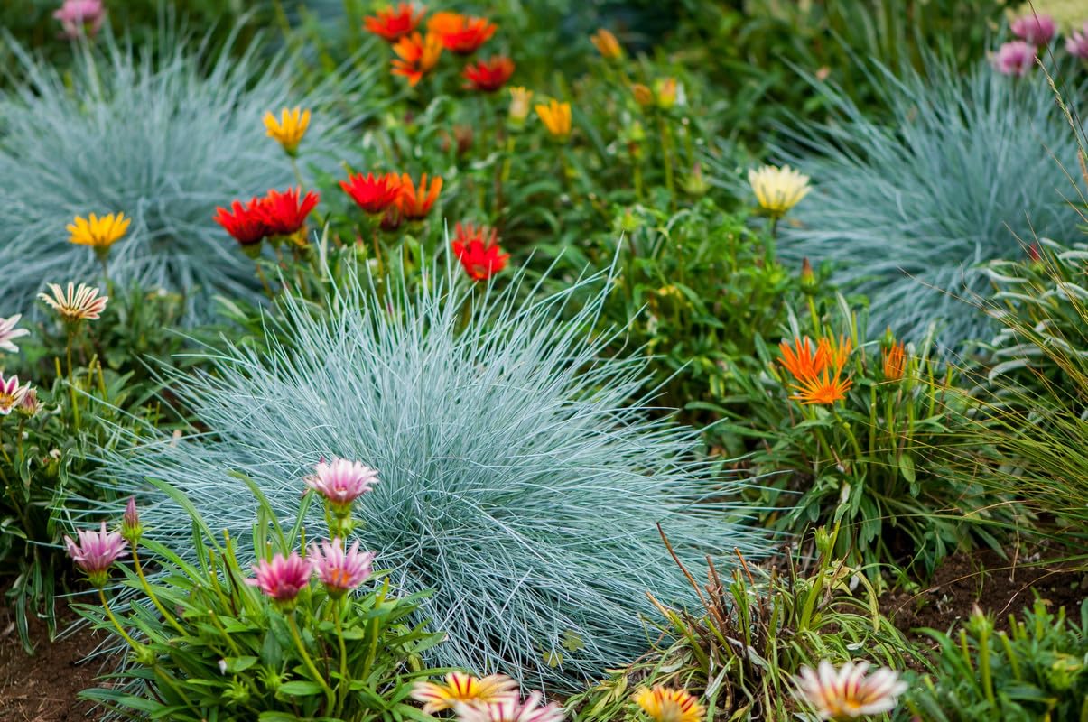 1 Blue Fescue Grass Plant Live for Planting, Ornamental Grass Perennial Garden 5-10 Inch Tall