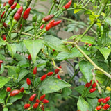 Pack of 100 Pequin Chili Pepper Seeds, Pepper Seeds for Home Gardening, Indoor and Outdoor Use