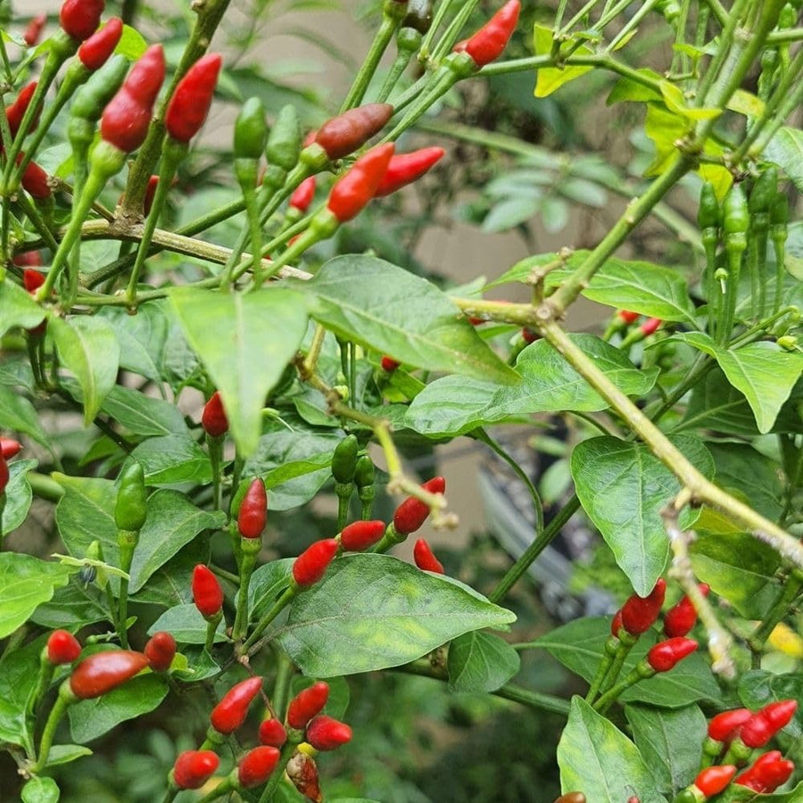 Pack of 100 Pequin Chili Pepper Seeds, Pepper Seeds for Home Gardening, Indoor and Outdoor Use