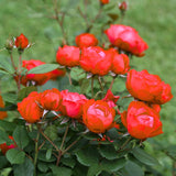 2 Rose Plants Live, Rose Bush Live Plants, Fragrant Rose Flowers, Well Rooted 5-10 Inch Tall, No Pot (Red Rose Plant)