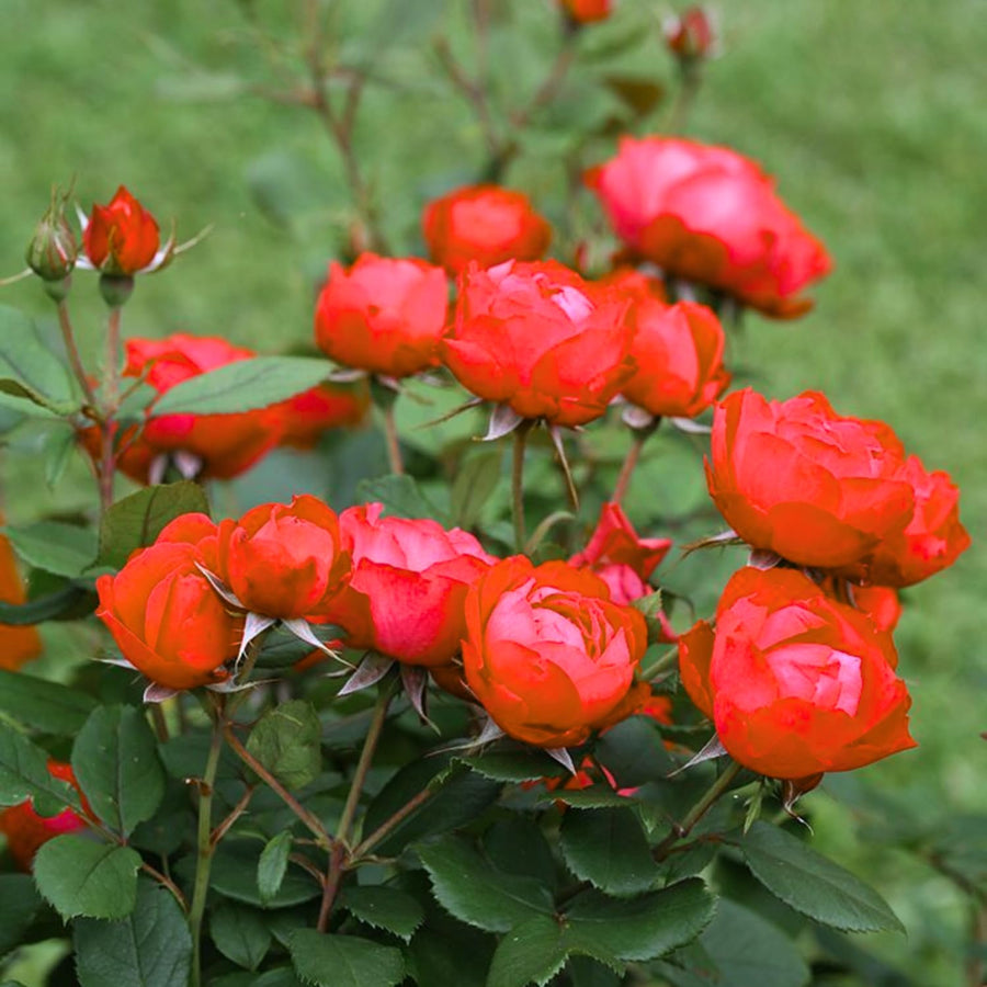 2 Rose Plants Live, Rose Bush Live Plants, Fragrant Rose Flowers, Well Rooted 5-10 Inch Tall, No Pot (Red Rose Plant)