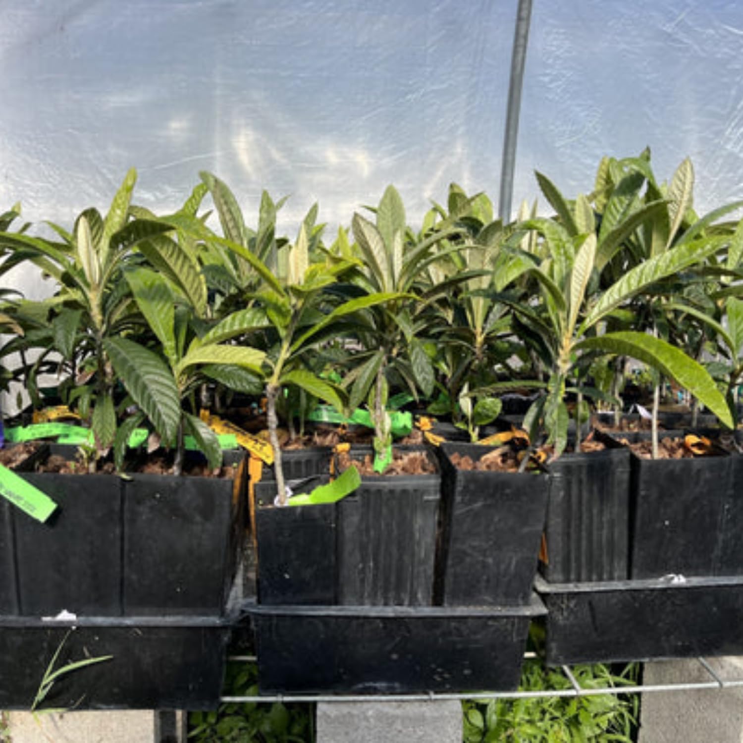 Loquat Tree Live Plant, 5 to 9 Inc in Height, Golden Loquat Plant Live, Cold Hardy Fruit Tropical Plant Home Orchard