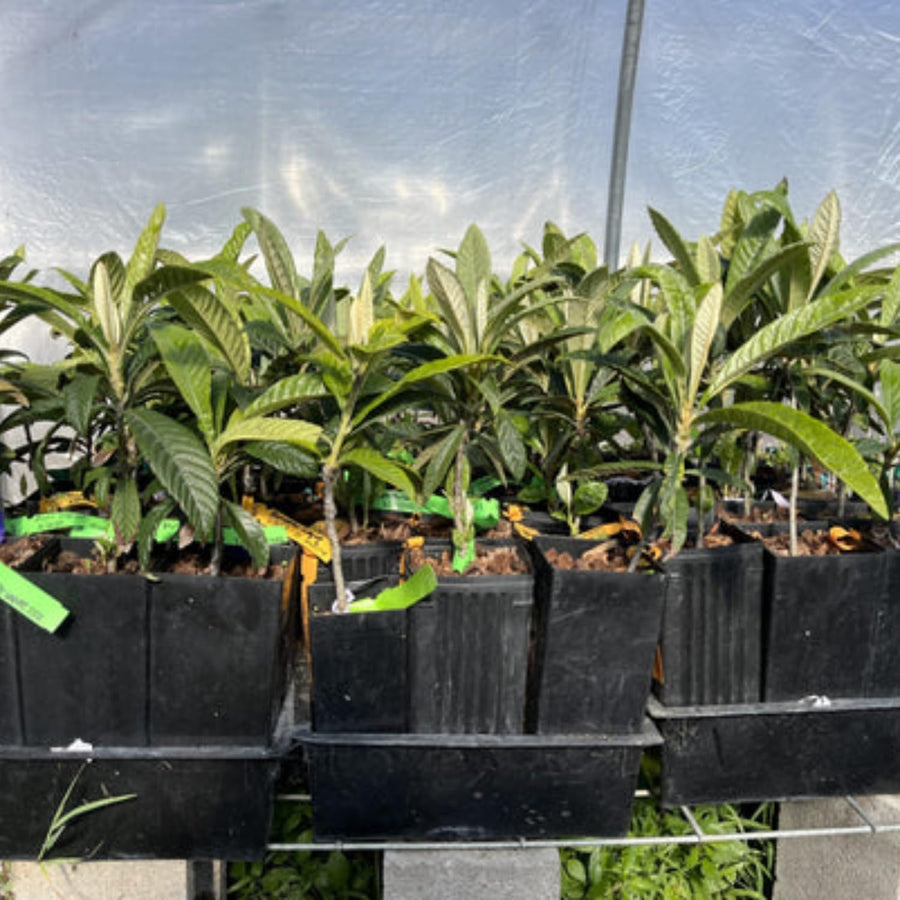 Loquat Tree Live Plant, Grafted Loquat Tree, 5 to 8'' in Height, Tropical Fruit Plant Garden