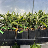 Loquat Tree Live Plant, 5 to 9 Inc in Height, Golden Loquat Plant Live, Cold Hardy Fruit Tropical Plant Home Orchard
