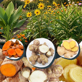 9 Edible Root Plants of Ginger Roots, Turmeric Roots, Jerusalem Artichoke Tubers, Large Size, Fresh & Ready to Grow in Garden, Each Types 3 Tubers Rhizomes