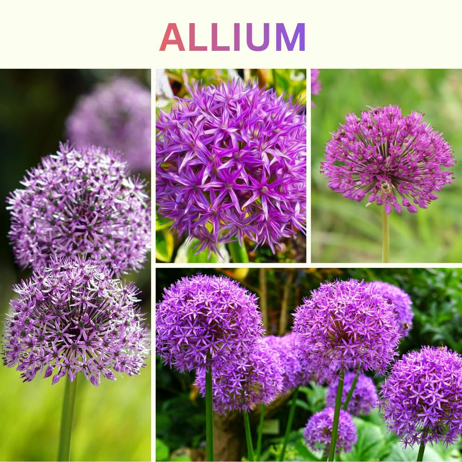 5 Allium Bulbs for Planting, Allium Gladiator Bulbs, Purple Blooming Onion Flowering Perennial for Spring and Summer Garden