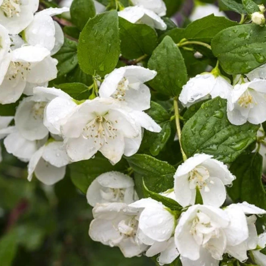 Mock Orange Live Plant 4 Inch Pot, 3-5" Tall, Mock Orange Flower Plant, White Fragrant Flowers Blooms for Garden