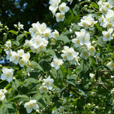 White Mock Orange Plant 3-5 Inch Tall in 4" Pot, Mock Orange Flower Plants, Hardy Ornamental Shrub for Outdoor Garden