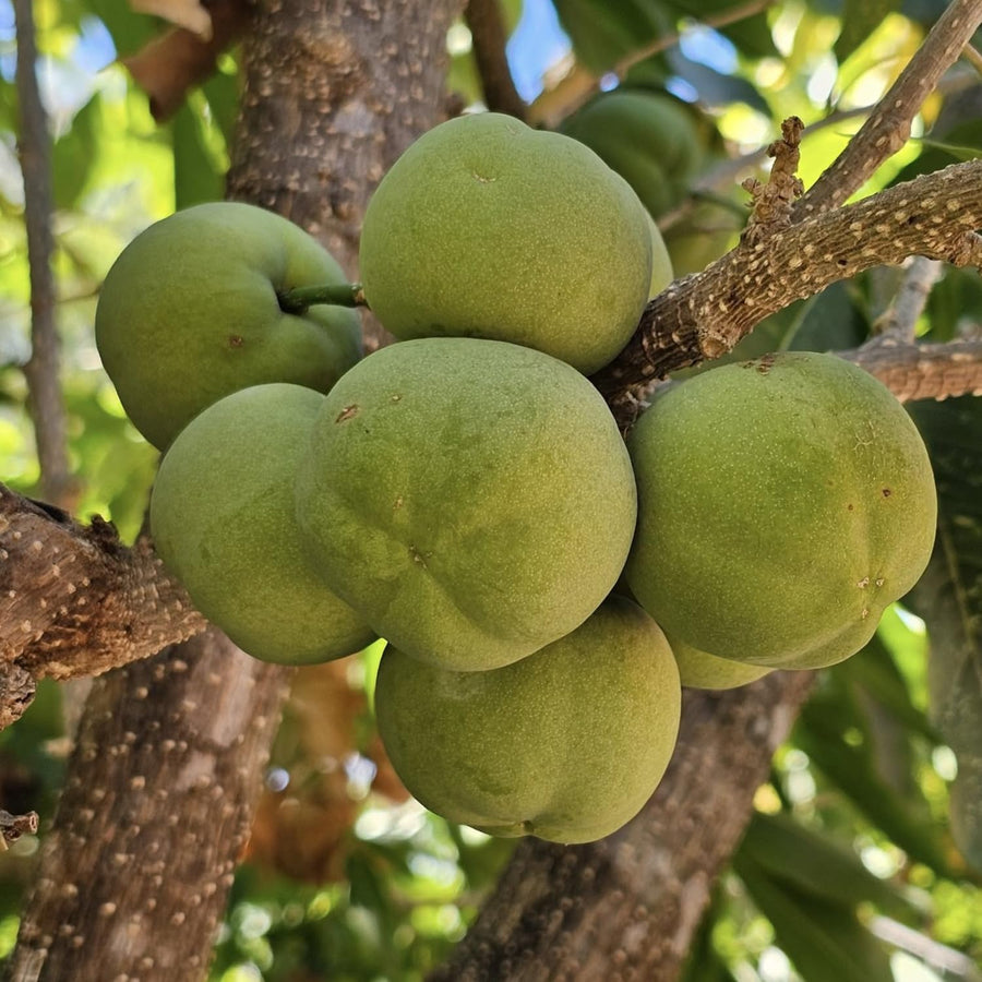 White Sapote Tree Live Plant in 1 Gallon Pot, 1.5-2 Ft Tall for Outdoor Growing, White Sapote Fruit Tree Plants