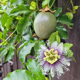 Passionfruit Live Plant 10-12″ Tall, Passion Fruit Vine, Fast Growing Tropical Vine, Outdoor or Container Growing (Purple)