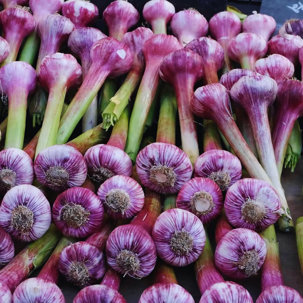 3 Large Purple Garlic Bulbs for Planting, Garlic for Planting, High-Yield Hardy Garlic for Garden