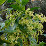 White Jasmine Plant Live, Fragrant Jasmine Climbing Vine, 6-8 Inches Tall for Growing (Night Jasmine)