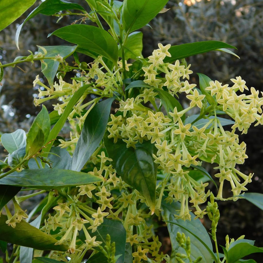 White Jasmine Plant Live, Fragrant Jasmine Climbing Vine, 6-8 Inches Tall for Growing (Night Jasmine)