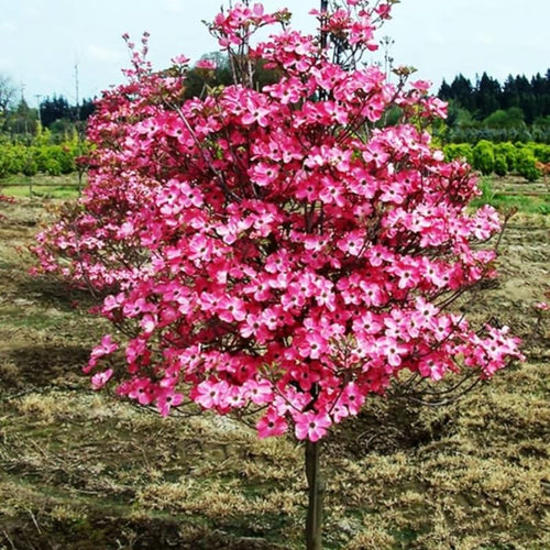 2 Pink Dogwood Plants Live 8-14 Inch Tall, Dogwood Tree Live Plant for Planting Quart Pot, Pink Dogwood Live Plant Dogwood Bush, Dogwood Plant Live, Dogwood Flowers