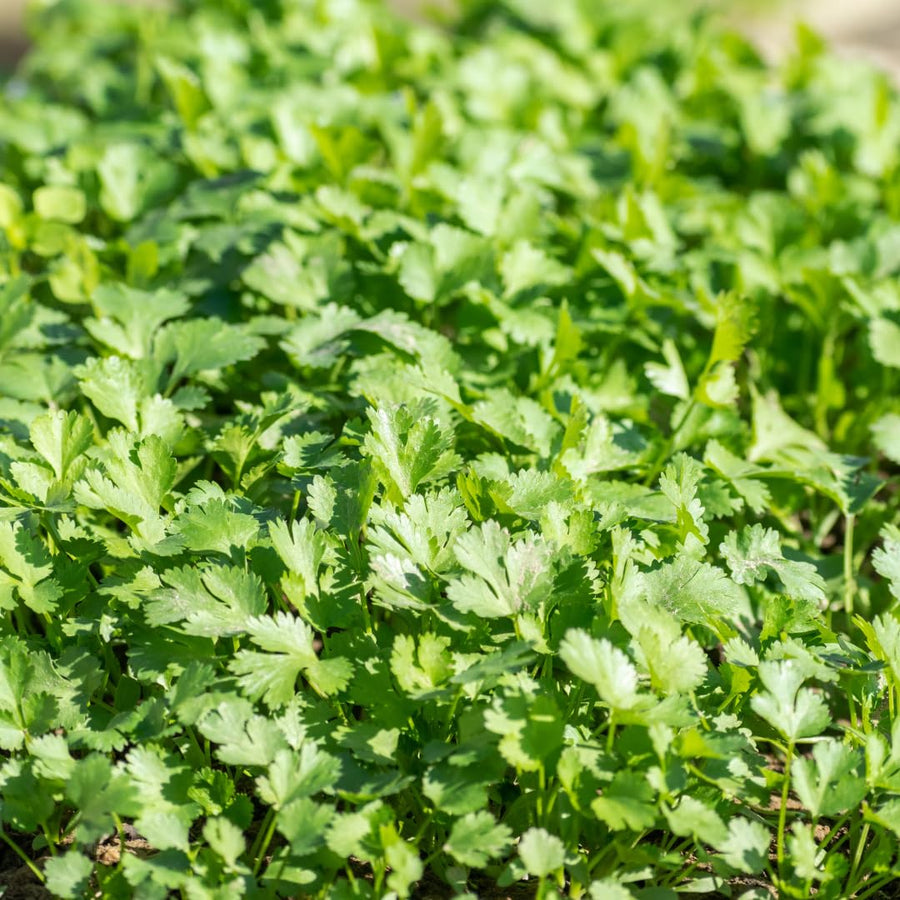 Live Cilantro Plant, Cilantro Herb Vegetable, 4-7 Inches Tall, 4 Inch Pot for Growing