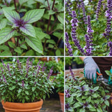 2 African Blue Basil Plants Live, 5 to 7'' Tall, Basil Live Plants for Herb Gardening, Well Rooted No Potted