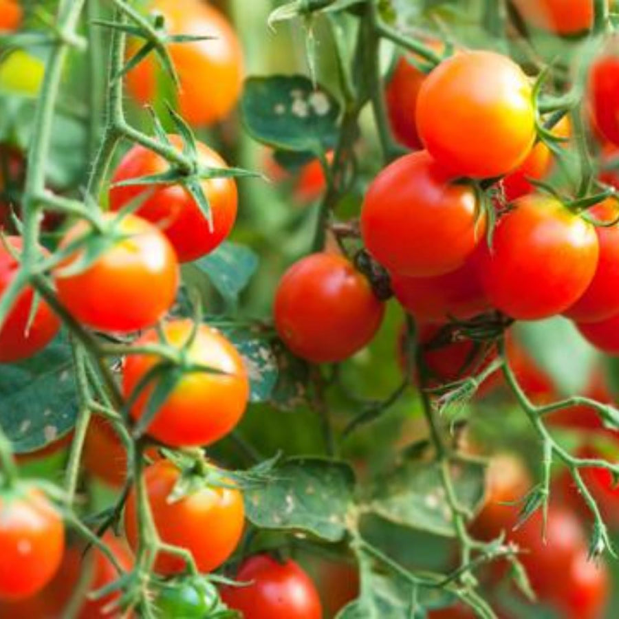 Tomato Cherry Red Plant Live, Vegetable Live Plant in 4'' Pot, 8-10 Inches Tall, Outdoor Growing