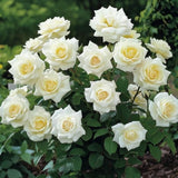 Mini Rose Bush, Miniature Rose Flowers in 3'' Pot, Compact Flowering Rose for Indoor Outdoor Gardens and Containers (White Roses)
