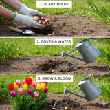 Pack of 10 Tulip Flower Bulbs, Mixed Color Tulip Flower Bulbs, Spring Blooming Bulbs for Planting