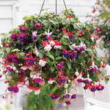 4 Hardy Fuchsia Plants Live Hanging Basket, Live Fuchsia Plant for Gardening Indoor Growing Outdoor, 4 Inc Potted