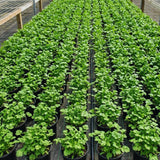 Green Cilantro Plant Live, Cilantro Live Plant Pot, 3.5 Inc Pot, Herb Vegetable Plant Gardening Outdoor Indoor
