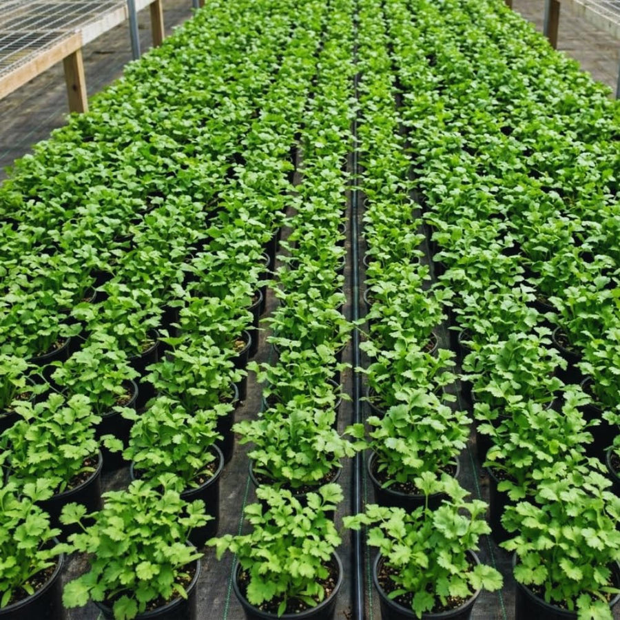 Green Cilantro Plant Live, Cilantro Live Plant Pot, 3.5 Inc Pot, Herb Vegetable Plant Gardening Outdoor Indoor