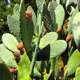 Thornless Prickly Pear Cactus Plants Live, Potted Prickly Pear Cactus Plant, 4-6 Inc Tall, Easy Care Succulent Plants for Indoor Outdoor Garden Growing