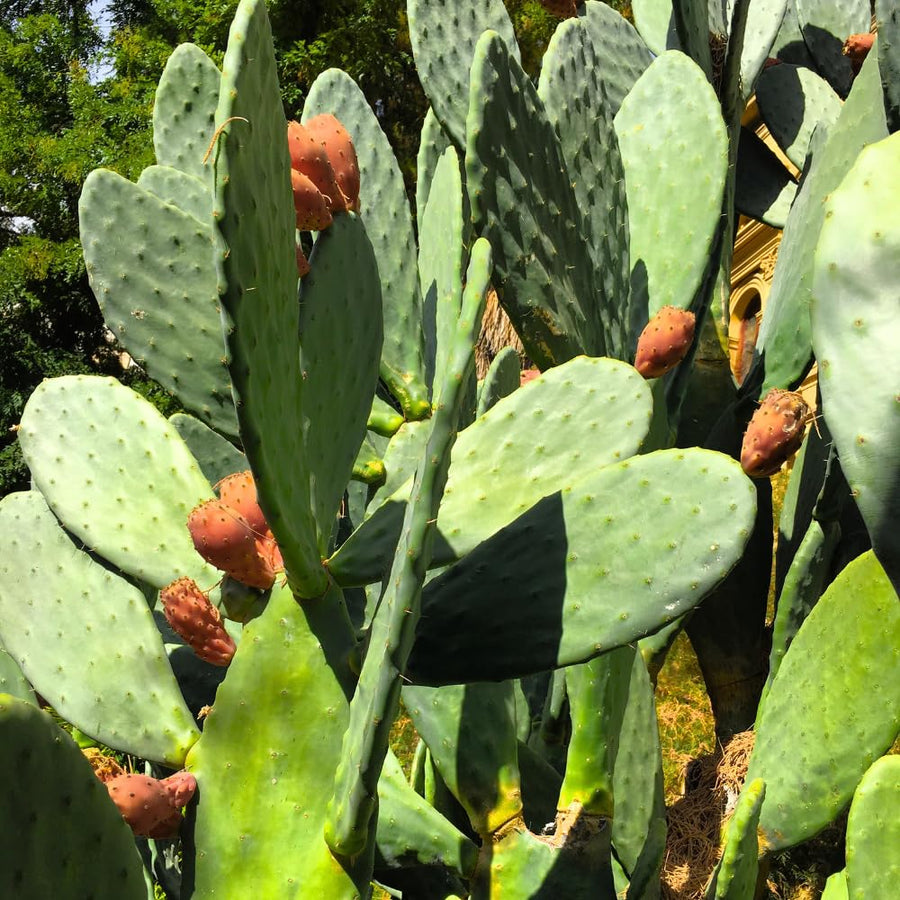 Thornless Prickly Pear Cactus Plants Live, Potted Prickly Pear Cactus Plant, 4-6 Inc Tall, Easy Care Succulent Plants for Indoor Outdoor Garden Growing