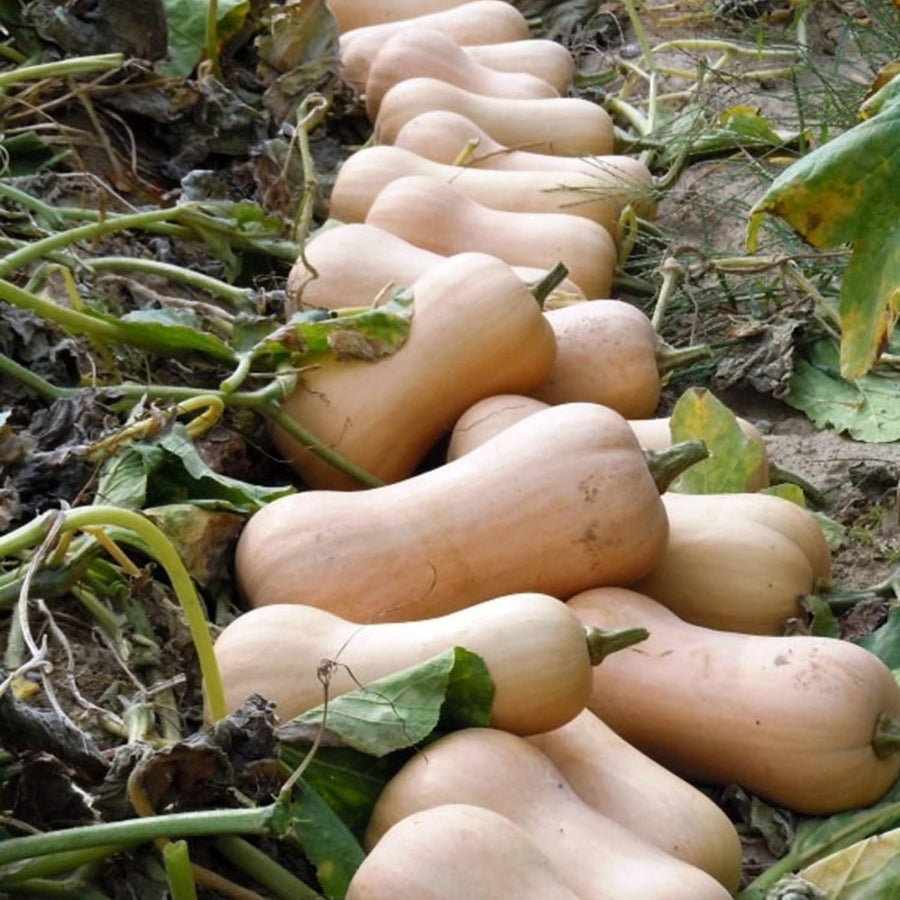 25 Butternut Squash Seeds, Vegetable Seeds for Garden Planting, Squash for Home Growing