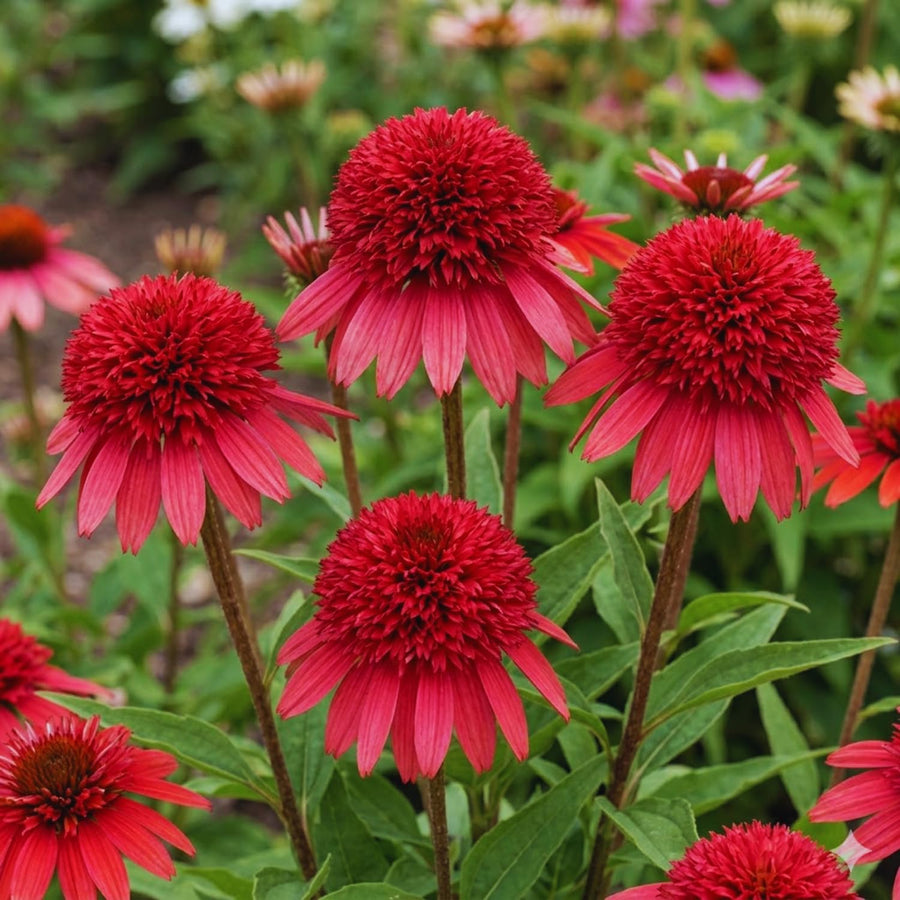 50 Coneflower Seeds for Planting, Double Red Coneflower Flower Seeds, Outdoor Indoor Garden