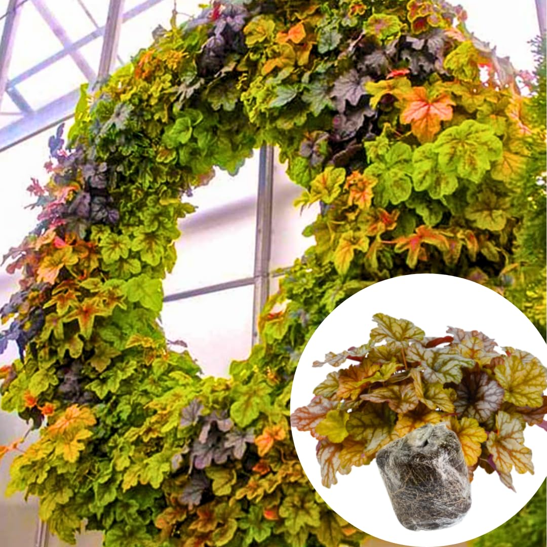 Heuchera Live Plant, Heuchera Coral Bells Live Plant, Yellow Orange to Red Heuchera Houseplant, 5-8 Inc Tall, Change Color Leaf Heuchera