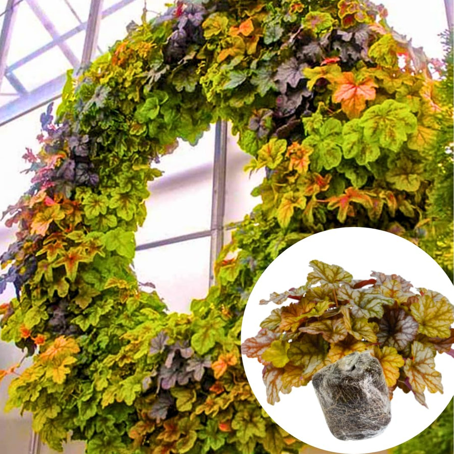 Heuchera Live Plant, Heuchera Coral Bells Live Plant, Yellow Orange to Red Heuchera Houseplant, 5-8 Inc Tall, Change Color Leaf Heuchera