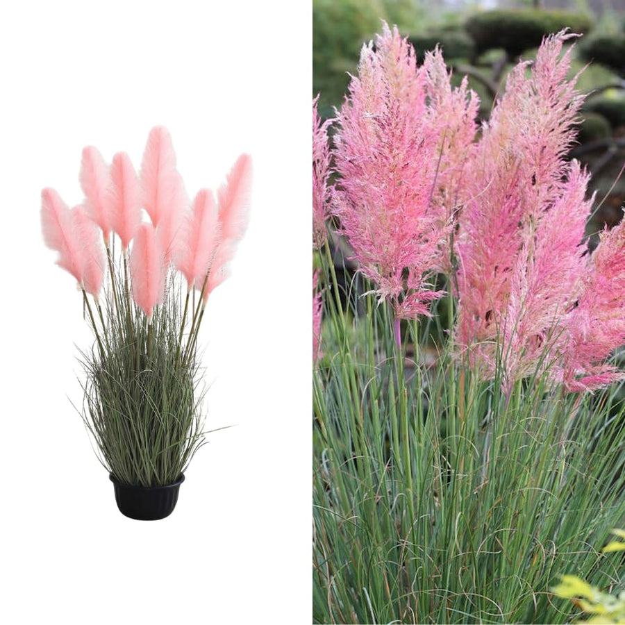 2 Plants of Pampas Grass Plants, Pink Pampas Grass Plants Live from 5 Inches in Height Ornamental Grass Plant Live Outdoor