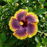 Purple Yellow Hibiscus Plant Live, Hardy Hibiscus Plants Live 5-7 Inches Tall, Vibrant Blooming Flower, Well-Rooted Plant for Home Garden Indoor Outdoor