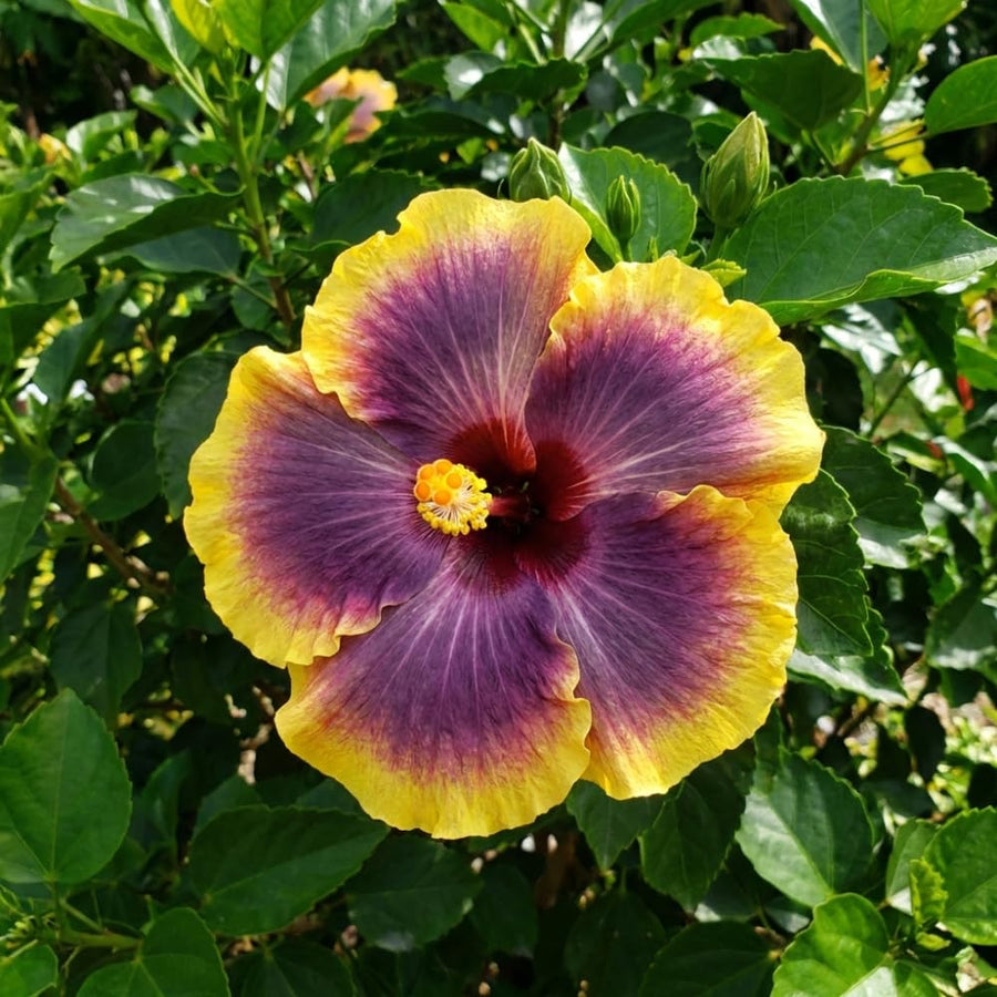 Purple Yellow Hibiscus Plant Live, Hardy Hibiscus Plants Live 5-7 Inches Tall, Vibrant Blooming Flower, Well-Rooted Plant for Home Garden Indoor Outdoor