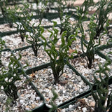 Rare Albuca Curly Plant Live in 4" Pot, Corkscrew Frizzle Sizzle Houseplant Ornamental Albuca Spiralis, Curly Grass Succulent Live Plant