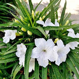 2 Mexican Petunias Live Plants - Petunia Plants Live, Live Petunia Plants Outdoor - Zone 8 to 11, Size 4 to 7 Inch Tall, White