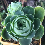 Live Mountain Rose Succulent, 2" Pot Rare Mountain Roses Succulents Plants, Rose-Shaped Succulents for Indoors Garden, Containers Houseplant Planting