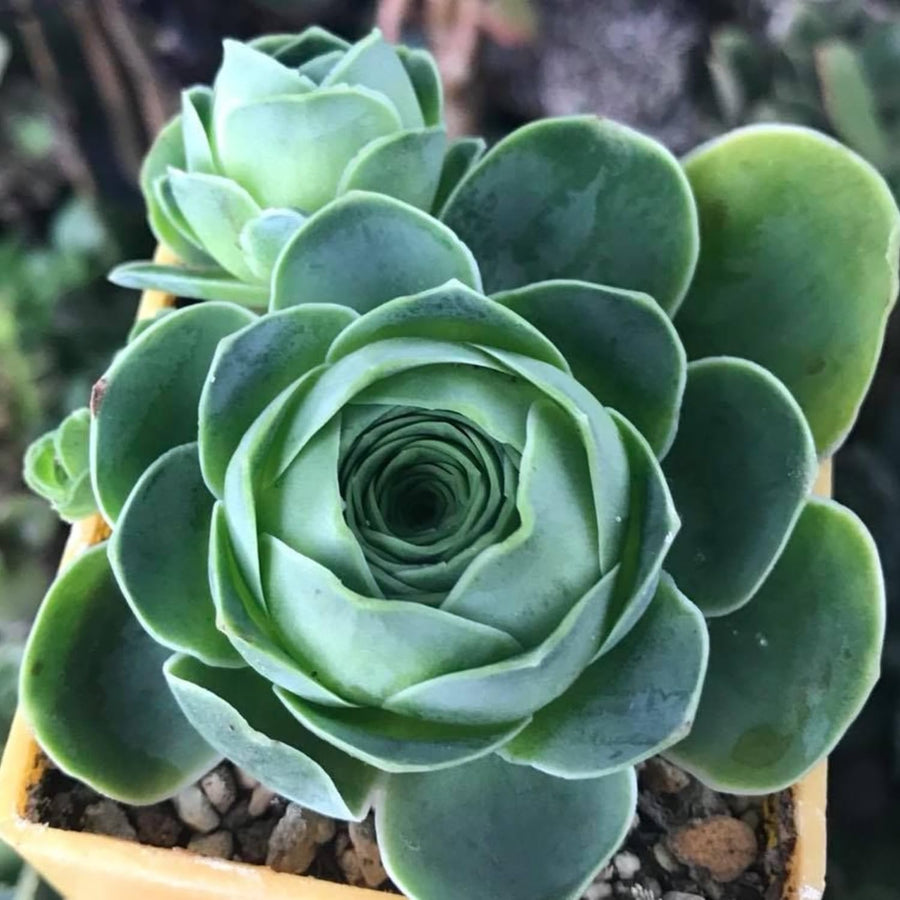 Live Mountain Rose Succulent, 2" Pot Rare Mountain Roses Succulents Plants, Rose-Shaped Succulents for Indoors Garden, Containers Houseplant Planting