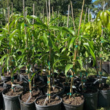 Grafted Mango Tree Live, 2 Feet Tall, Tropical Pride Mango Fruit Tree for Outdoor Planting