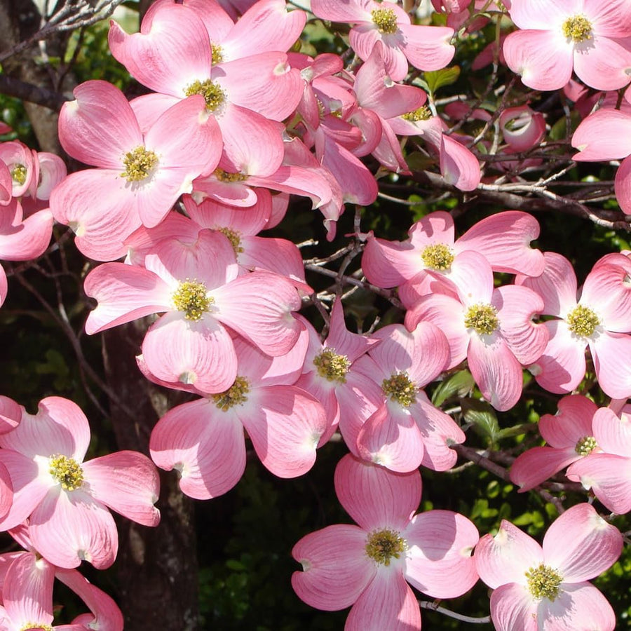 Pink Dogwood Plant Live, Quart Pot, Dogwood Flower Live Plant, Shrub Garden, 4 to 6'' Tall