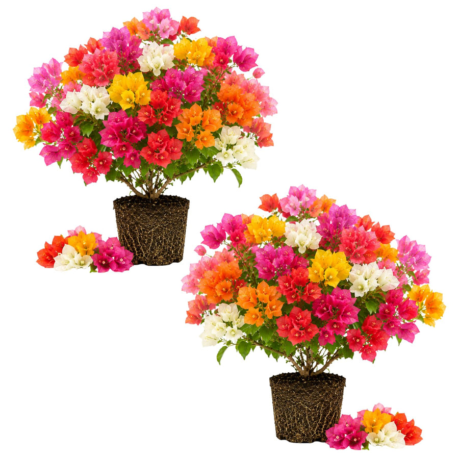 2 Trailing Bougainvillea Plants Live, Hardy Flowering Bougainvillea Plants for Hanging Basket, Container Growing, 4-8 Inches Tall (Mixed)