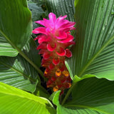 2 Ginger Plants Live for Planting, Tropical Flowering Plant for Garden or Patio, Hardy Ginger Plant No Pot, 5-9" Height (Curcuma Turmeric Ginger Plant)