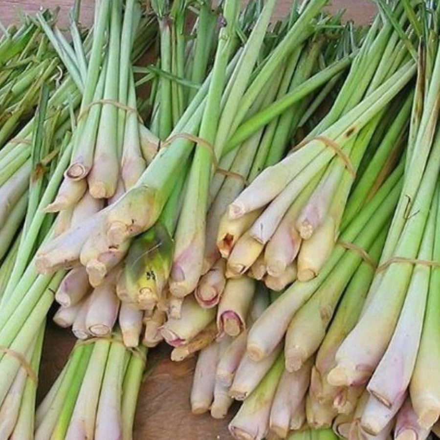 2 Lemon Grass Live Plant, Lemongrass Plants Live Well Rooted, Live Lemongrass Plant for Outside, Herbs for Planting Indoor Outdoor Garden
