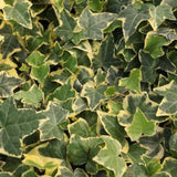 Variegated Ivy Plant, 4 Inch Pot, Hardy English Ivy Groundcover Houseplant