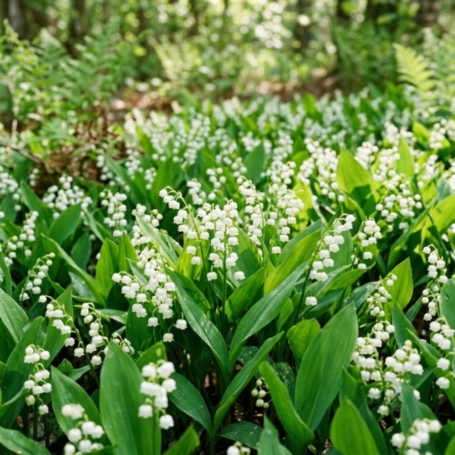 Set 5 Lily of the Valley Bulbs, Lily of the Valley Roots, Fragrant White Spring Flowers for Indoor Outdoor Growing