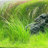 Pack 300 Aquarium Water Grass Seeds - Water Grass Ground Covering Seeds Plants for Landscaping and Aquarium Decoration