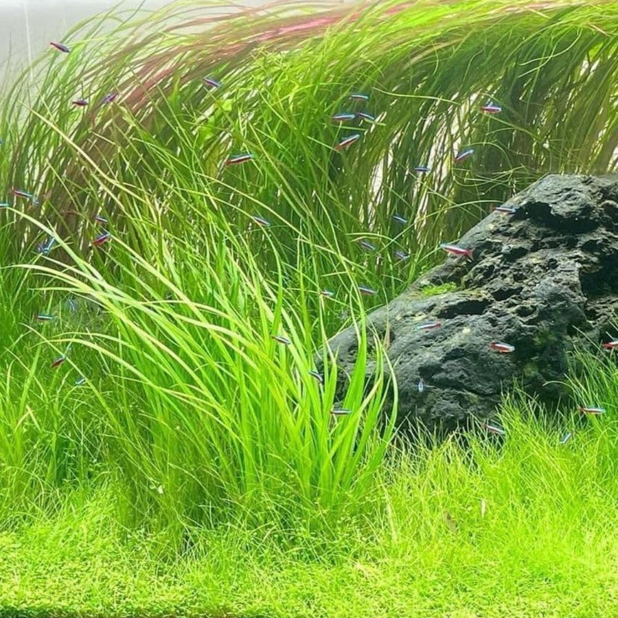 Pack 300 Aquarium Water Grass Seeds - Water Grass Ground Covering Seeds Plants for Landscaping and Aquarium Decoration