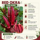 2 Red Okra Plants, 4-8 Inc Tall, Okra Plants Live for Planting, Live Vegetable Plant, Fast-Growing and Well-Rooted
