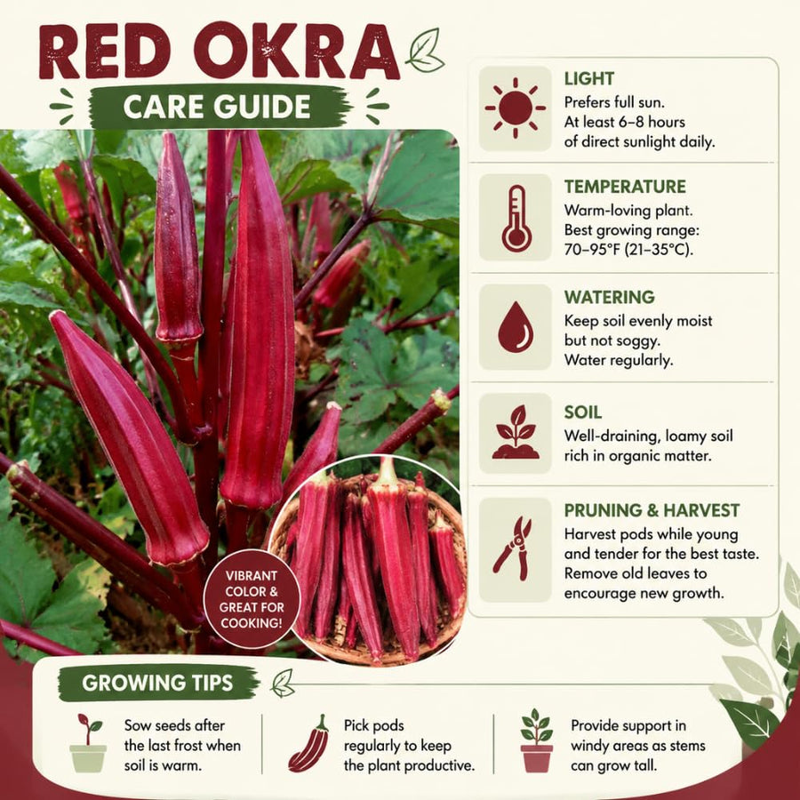 2 Red Okra Plants, 4-8 Inc Tall, Okra Plants Live for Planting, Live Vegetable Plant, Fast-Growing and Well-Rooted